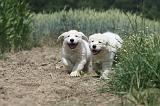 GOLDEN RETRIEVER 639